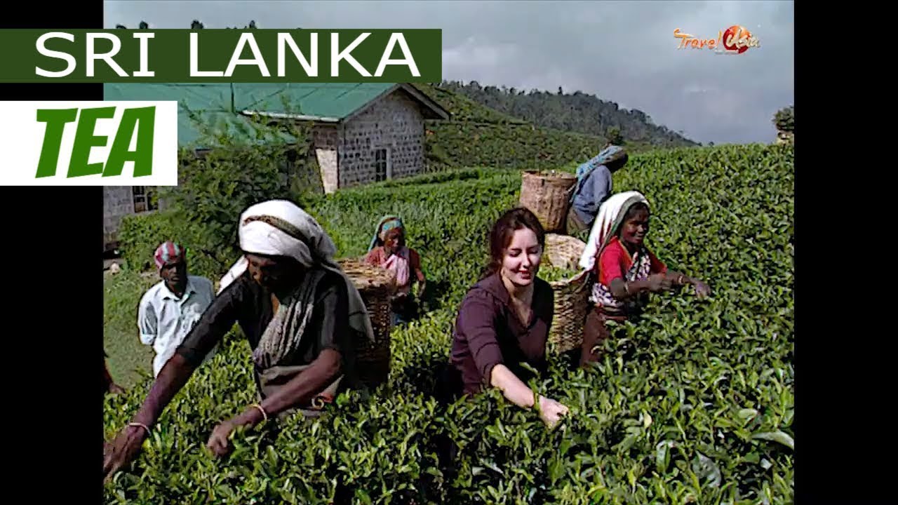 Sri Lanka - Nuwara Eliya Tea | Travel Asia and Beyond